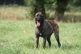 BOUVIER DES ARDENNES 430